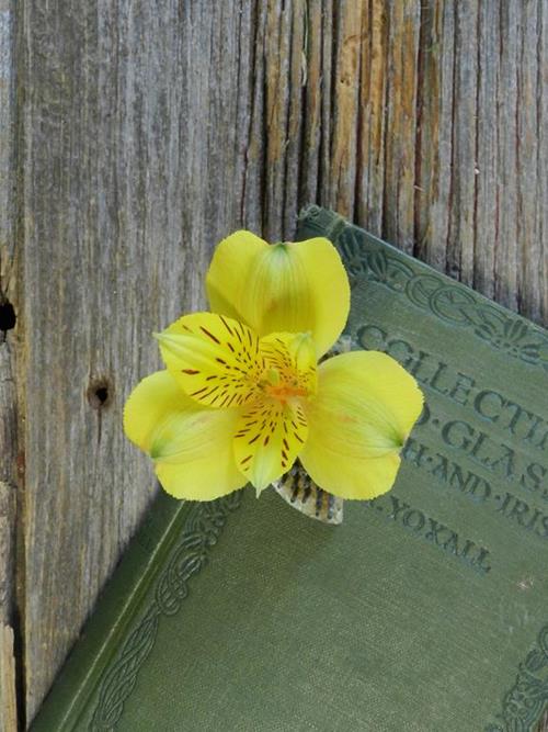 VERDI BUTTERFLY PLUS YELLOW ALSTROEMERIA